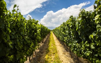 A vineyard with rows of green grapes in the middle.