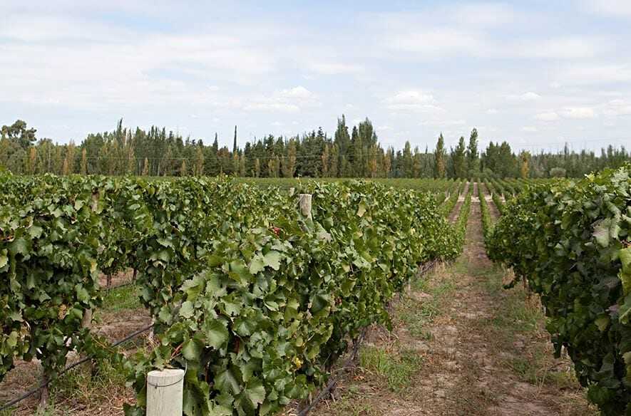 A vineyard with many vines in the middle of it.