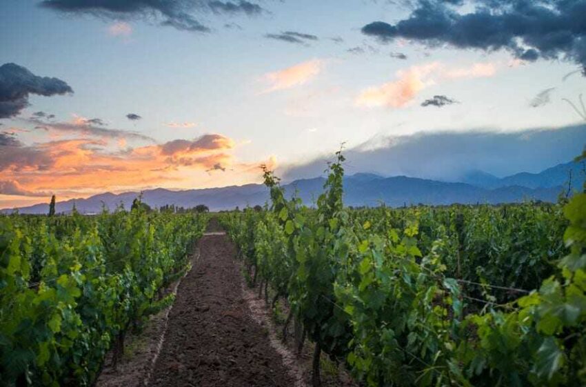 A field with many bushes and trees in it